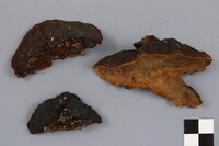 Phellinus piceinus image